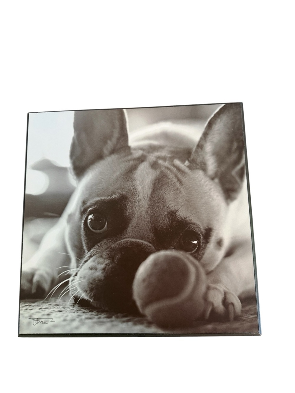 French Bulldog Puppy Wall Art Black White Photo Wood Panel Dog Decor 12x12